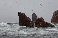 1188-Isole Ballestas,19 luglio 2013